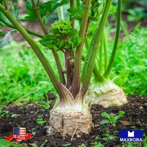 Non-GMO Celeriac Seeds - Giant Prague Heirloom Garden - Picture 1 of 3