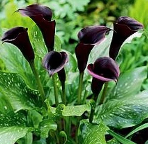 Black / Dark Purple Lily: Rare And Exotic: $42.30 Per Bulb : Free Postage - Foto 1 di 3