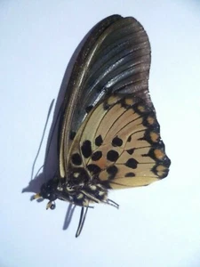 Pseudacraea Boisduvali M,  UNMOUNTED,  SIN MONTAR  A1   BUTTERFLY - Imagen 1 de 1