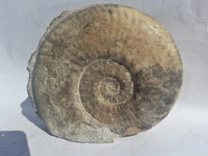 Ammonite Haugia Variabilis Toarcien Jurassique 140mm amonite Fossile - Picture 1 of 2