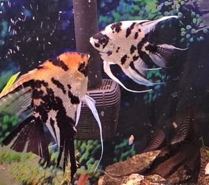 5Pack Asorti Altum Koi Platinum Panda Black LiveAngelFish 1-2in FastShiping - Picture 1 of 15
