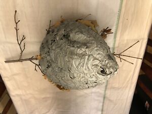 Bald Face Hornet House Nest Bee Hive For MAN CAVE Taxidermy Paper Wasp Home