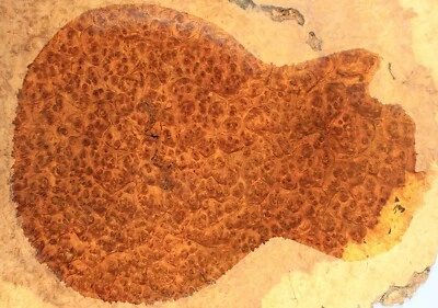 5A 10mm Burma Rosewood Burl Hardwood les paul Guitar/Basses Fat Top Set Luthier - Image 1 of 4