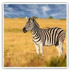 2 x Square Stickers 7.5 cm - Wild Zebra Africa Horse Safari Cool Gift #14561