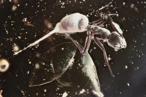 Large Nice ANT Formicidae Inclusion Genuine BALTIC AMBER 2.9 + HQ Pic 251027 - Picture 1 of 6