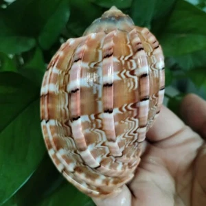 Large Natural Major Harp Hermit Crab Turbo Conch Seashell Rare Real 3-3.5 Inch - Picture 1 of 6
