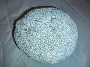 Large Vintage Natural White Brain Coral – 10.25 lbs 25” Diameter - Picture 1 of 9