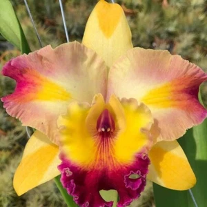 Pianta di Orchidea Cattleya Incredibile Bangkok Vaso Misura 3-4 Pollici - Foto 1 di 4