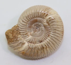 Ammonit, Divisosphinctes besairiei, Jura, Oxford, Sakaraha, Madagaskar -m29 - Picture 1 of 6