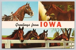 Greetings from Iowa Horses Multiview Vintage Postcard - Picture 1 of 2