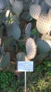 "Opuntia Aciculata" 10 SEMILLAS - Imagen 1 de 1