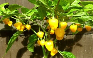 Trinidad Perfume Chilli Chili Chile Pepper Seeds UK SELLER - Picture 1 of 3