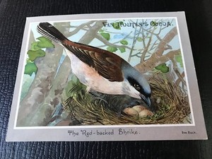 1800's Van Houten's Cocoa "Red-backed Shrike" Bird Victorian Trade Card 