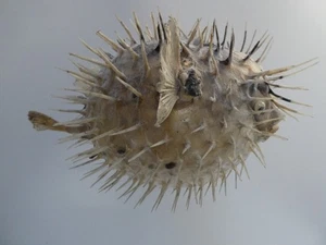 VINTAGE TAXIDERMY PUFFER FISH - BEACH THEME DECOR - SCIENCE SPECIMEN - Picture 1 of 10