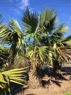Sabal minor var. louisiana Seeds!  Cold-Hardy, Trunking Palm Tree! - Image 1 of 3