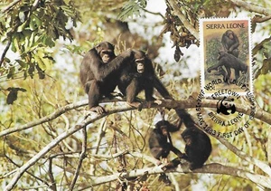 Chimpanzee Monkeys Endangered Species Sierra Leone Mint Maxi FDC Card 1983 - Picture 1 of 1