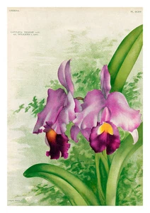 Cattleya Trianae Deliciosa by Jean Linden Orchids A4 Art Print - Picture 1 of 1