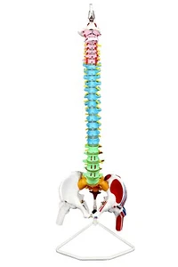 Columna espinal flexible Vision Scientific VAV245 5 región de la médula espinal codificada por colores - Imagen 1 de 7