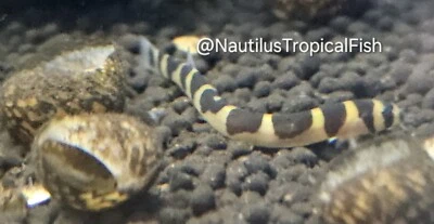 Kuhli Loach - ¡En cuarentena y saludable! ¡2 días UPS llegada en vivo garantizada! Foto 1 de 2