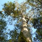 5 Graines Eucalyptus Regnans, Gommier royal