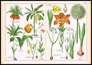 Tulpe, Narzisse, Lilie & Krone kaiserlich - antike botanische Lithographie 1887 - Bild 1 von 7