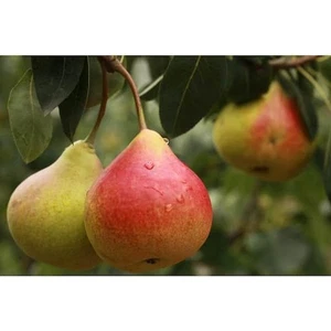 Dwarf Comice Pear Tree Bare Root - Picture 1 of 4