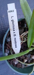 Orchid Cattleya L Gloriosa X B nodosa Mad Happenings potted - Picture 1 of 3
