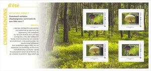 france 2025 summer mushrooms porcini musidule funghi hongos      ms4v - Picture 1 of 2