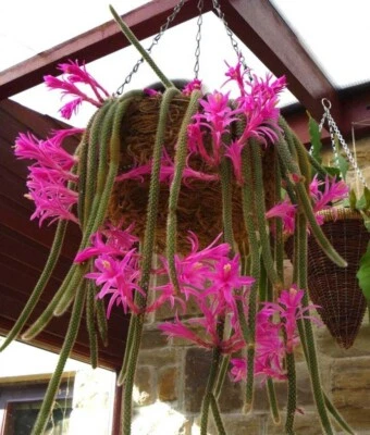 Rat Tail Cactus Ready For Hanging Basket 3.5" Pot! Very Long Flowering Size! - Image 1 of 4
