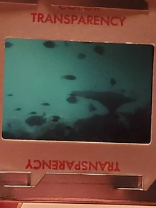 Gran Barrera de Coral Submarina Años 70 Peces Australia 35 mm Diapositiva #9 - Imagen 1 de 1