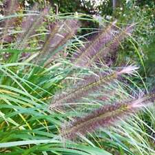 Pennisetum Alopecuroides (Chinensis) - 50 Seeds - Chinese Fountaingrass 