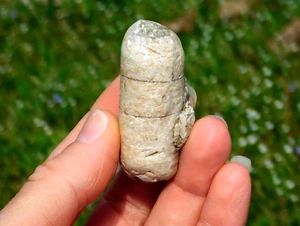 Natural Crinoid Fossil with Vibrant Sheen 30g Missouri USA Collectors Specimen - Picture 1 of 18