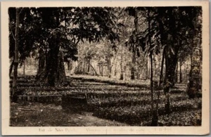 Postal de Sao Paulo, Brasil foto real RPPC plantas de café/escena de vivero - sin usar - Imagen 1 de 2
