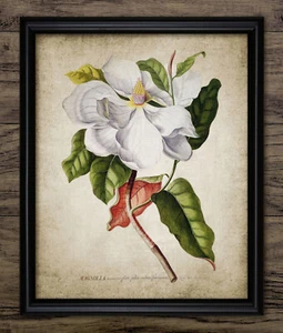 Impresión de flores de magnolia, arte de pared botánico vintage, decoración rústica de árbol de jardín - Imagen 1 de 1