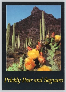 Postcard Yellow Prickly Pear Cacti Blossoms and Giant Saguaro Arizona Desert - Picture 1 of 1