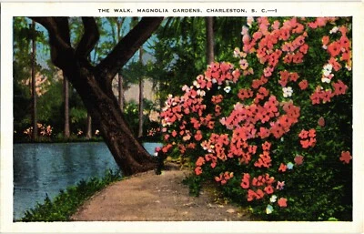 The Walk Magnolia Gardens Charleston SC White Border Unposted Postcard c1920 - Image 1 of 2