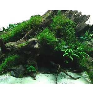 muschio di java giava piante vive per da acquario dolce pianta vere tropicale - Foto 1 di 9