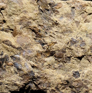 Extremely rare Baragwanathia Silurian oldest clubmoss lycopsid land plant fossil - Picture 1 of 12