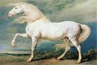 VINTAGE VICTORIAN ERA ADONIS WHITE STALLION HORSE EQUESTRIAN CANVAS ART PRINT