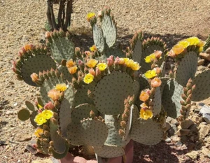Opuntia rufida Clock Face Cold Hardy Cactus 1 Pad - Picture 1 of 4