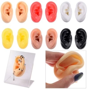 Body Jewelry Piercing Model Earrings Display Stand Medical Teaching Props - Picture 1 of 15
