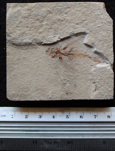 Exocoetoides 138 - Flying Fish  - Cretaceous Fossils directly from Lebanon - Picture 1 of 2