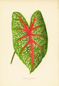 1861 EJ Lowe Esq, bellissime piante a foglie - #19 - Foto 1 di 4