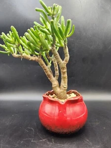 Gollum Jade Bonsai Tree Live Plant INCLUDES Red Bonsai Pot - Picture 1 of 11