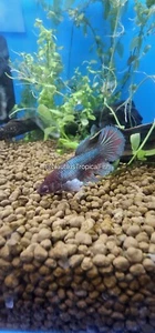 Live Betta Fish Female Sorority Dumbo Ear - Picture 1 of 3