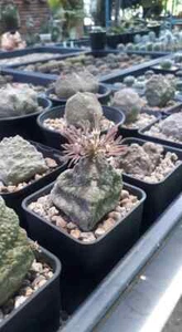 Pseudolithos cubiformis 5 semillas Huernia suculento ariocarpus + CERTIFICADO GRATUITO - Imagen 1 de 4