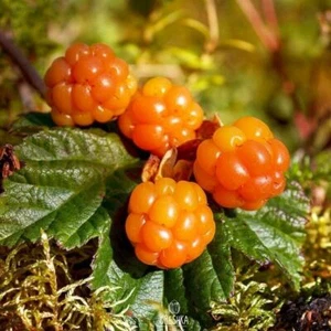 Rubus chamaemorus 5 PCS fresh seeds, Cloudberry, Nordic berry, Organic seeds - Picture 1 of 8