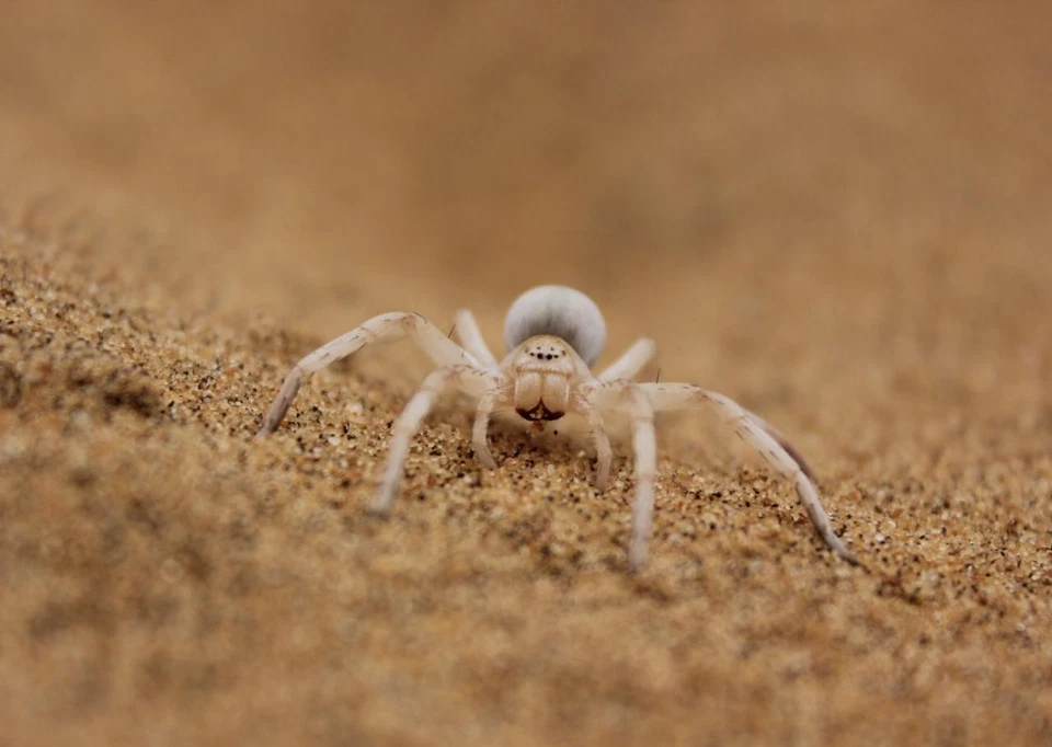 GOLDEN WHEEL SPIDER GLOSSY POSTER PICTURE PHOTO PRINT insect huntsman 4468 - Image 1 of 1
