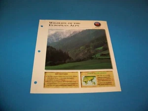 Wildlife Of The European Alps Photos / Information Page 1998 - Picture 1 of 3