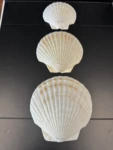 Vintage Genuine Sea Shell Baking Shells Seafood Small Medium Large Made in Japan - Picture 1 of 4